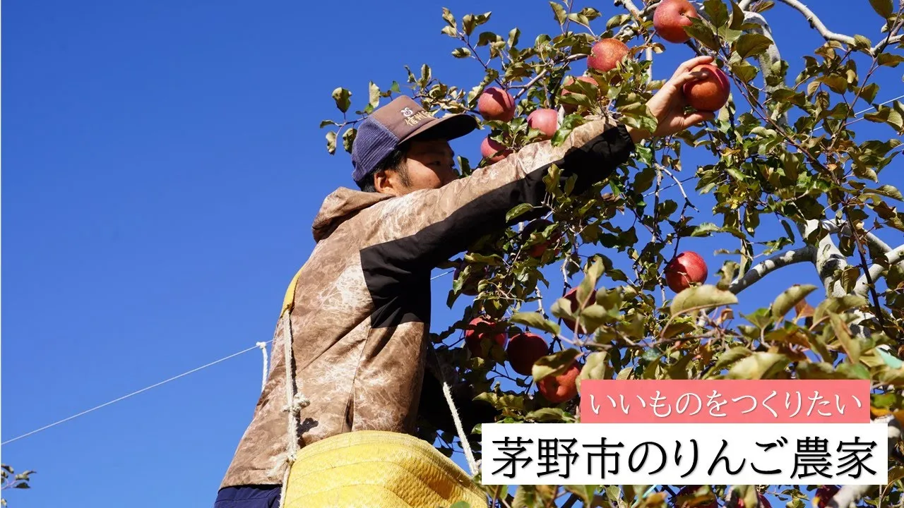 茅野市のりんご農家